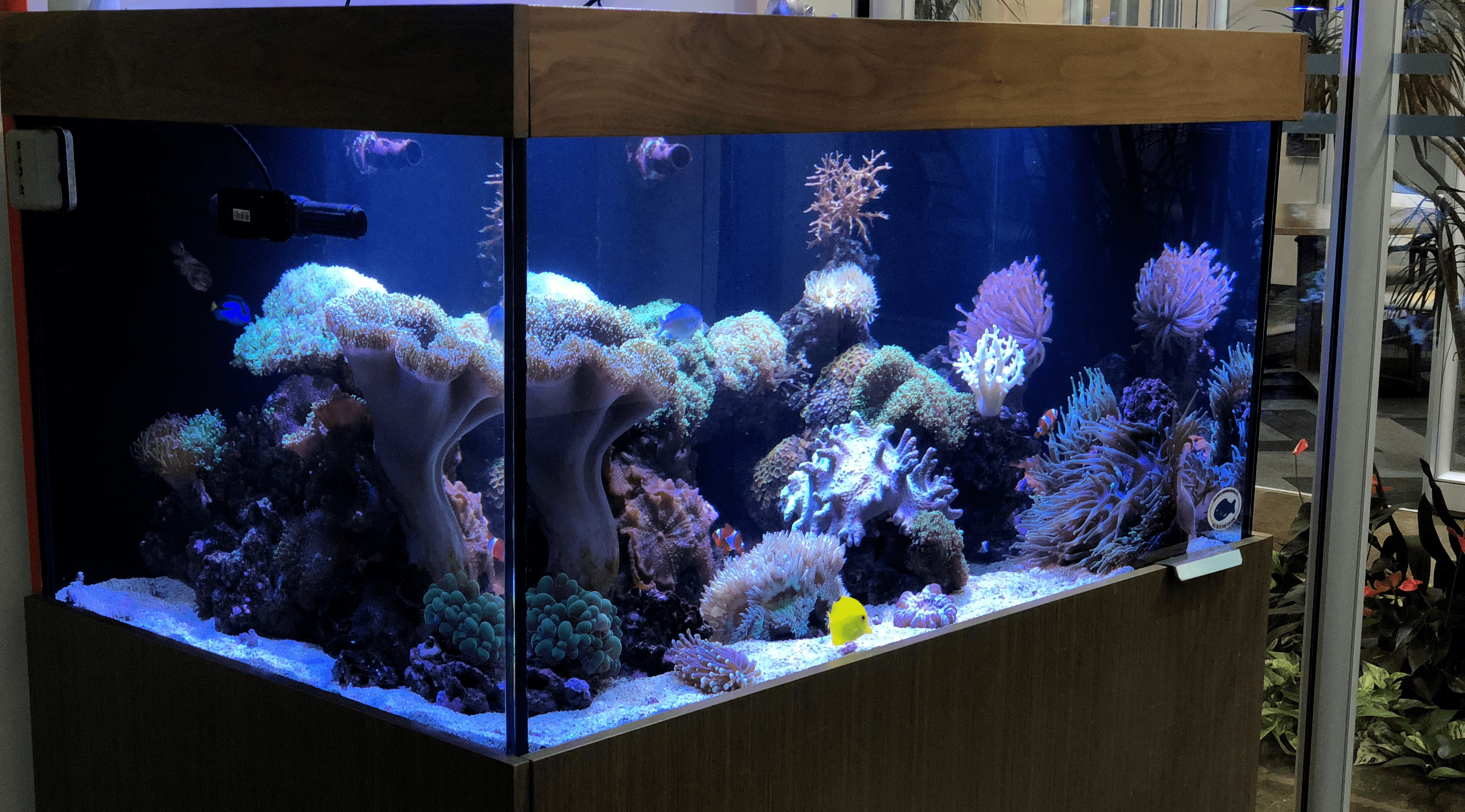 Benjamin and Berklee Lucas at Benjamin's Custom Aquariums